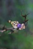 1ct Round Cut Amethyst Engagement Ring Floral Petal Leaf 14k Yellow Gold Finish