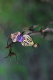 1ct Round Cut Amethyst Engagement Ring Floral Petal Leaf 14k Yellow Gold Finish